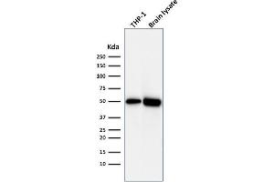 Western Blot Analysis of THP1 cell lysate and Brain tissue lysate using ATG5 Mouse Monoclonal Antibody (ATG5/2492).
