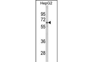 Western blot analysis of HNRPL Antibody (C-term) (ABIN650773 and ABIN2839553) in HepG2 cell line lysates (35 μg/lane). (HNRNPL antibody  (C-Term))