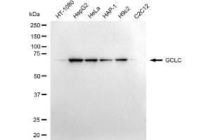 Western blotting analysis using GCLC antibody (ABIN7798742). (Recombinant GCLC antibody)