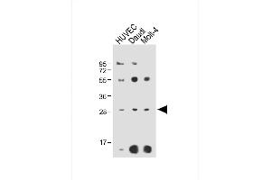 All lanes : Anti-RPS4Y1 Antibody (Center) at 1:2000 dilution Lane 1: HUVEC whole cell lysate Lane 2: Daudi whole cell lysate Lane 3: Molt-4 whole cell lysate Lysates/proteins at 20 μg per lane. (RPS4Y1 antibody  (AA 76-105))