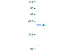 RPS16 Protein (AA 1-146) (GST tag)