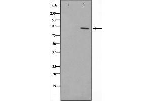 Western blot analysis on HepG2 cell lysate using RBAK Antibody,The lane on the left is treated with the antigen-specific peptide. (RBAK antibody  (N-Term))