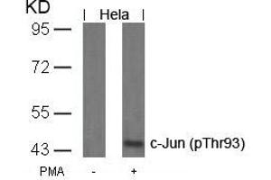 Western blot analysis of extracts from Hela cells untreated or treated with PMA using c-Jun(Phospho-Thr93) Antibody. (C-JUN antibody  (pThr93))