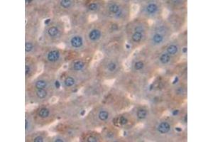 IHC-P analysis of Mouse Tissue, with DAB staining. (LCAT antibody  (AA 41-210))
