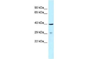 WB Suggested Anti-SLAMF1 Antibody Titration: 1.