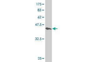 Western Blot detection against Immunogen (43. (Retinoid X Receptor alpha antibody  (AA 1-165))