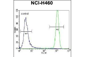 Flow cytometric analysis of NCI-H460 cells (right histogram) compared to a negative control cell (left histogram). (USP6 antibody  (C-Term))