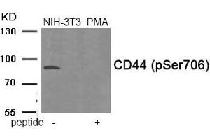 Western blot analysis of extracts from NIH-3T3 cells treated with PMA using Phospho-CD44 (Ser706) antibody. (CD44 antibody  (pSer706))