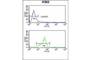 Flow cytometry analysis of K562 cells using GNAO1 Antibody (C-term) Cat. (G Protein alpha 0 (AA 299-328), (C-Term) antibody)