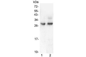 Western blot testing of 1) rat intestinal smooth muscle and 2) mouse intestinal smooth muscle lysate with PDCD10 antibody at 0. (PDCD10 antibody  (AA 1-212))