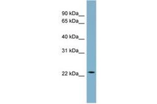 CCDC25 antibody  (C-Term)