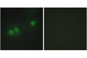Immunofluorescence analysis of HepG2 cells, using ELAV2/4 Antibody. (ELAV2/4 antibody  (AA 61-110))