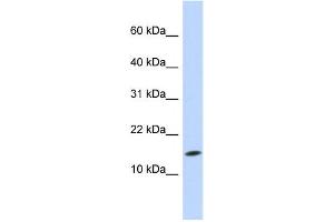 Western Blotting (WB) image for anti-Ubiquitin-Conjugating Enzyme E2D 3 (UBE2D3) antibody (ABIN2458700)