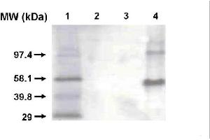 Western blot using CYP1A2 antibody . (CYP1A2 antibody)