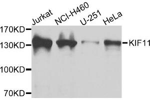 Western blot analysis of extracts of various cell lines, using KIF11 antibody. (KIF11 antibody)