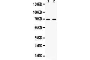 Western blot analysis of NFIA using anti- NFIA antibody . (NFIA antibody  (Middle Region))