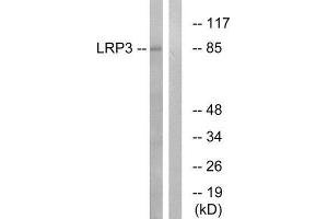 Western Blotting (WB) image for anti-Low Density Lipoprotein Receptor-Related Protein 3 (LRP3) (N-Term) antibody (ABIN1851506) (LRP3 antibody  (N-Term))