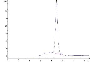 The purity of Human Kremen-2 is greater than 95 % as determined by SEC-HPLC.