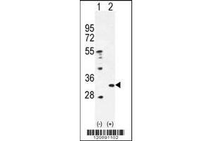 Western blot analysis of PRDX4 using rabbit polyclonal PRDX4 Antibody using 293 cell lysates (2 ug/lane) either nontransfected (Lane 1) or transiently transfected (Lane 2) with the PRDX4 gene. (Peroxiredoxin 4 antibody  (AA 82-110))