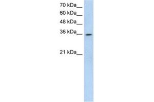Western Blotting (WB) image for anti-ATP-Binding Cassette, Sub-Family A (ABC1), Member 3 Pseudogene (LOC342293) antibody (ABIN2462728) (LOC342293 antibody)