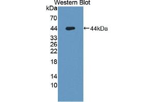 Figure. (OCEL1 antibody  (AA 1-86))