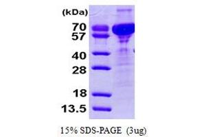 SDS-PAGE (SDS) image for Cornulin (CRNN) (AA 1-495) protein (His tag) (ABIN666956) (CRNN Protein (AA 1-495) (His tag))