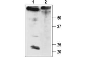 Western blot analysis of rat brain membranes:1.
