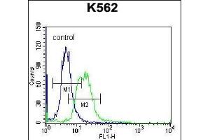 P3 Antibody (C-term) (ABIN656992 and ABIN2846173) flow cytometric analysis of K562 cells (right histogram) coared to a negative control cell (left histogram).
