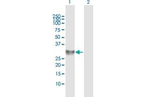 CAPZA3 antibody  (AA 1-299)