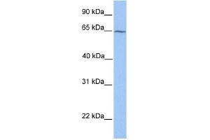 RXRB antibody used at 1 ug/ml to detect target protein. (Retinoid X Receptor beta antibody  (N-Term))