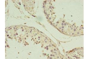 Immunohistochemistry of paraffin-embedded human testis tissue using ABIN7148027 at dilution of 1:100 (CBLIF (AA 19-417) antibody)