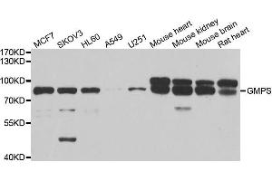 Western blot analysis of extracts of various cell lines, using GMPS antibody. (GMP Synthase antibody  (AA 394-693))