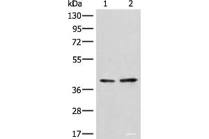 Western blot analysis of A172 and LO2 cell lysates using HNRNPA3 Polyclonal Antibody at dilution of 1:500 (HNRNPA3 antibody)
