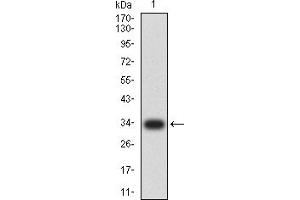 Western blot analysis using Neurod mAb against human Neurod (AA: 26-91) recombinant protein.