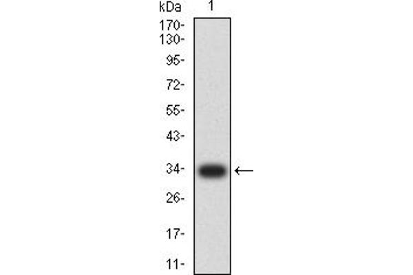 NEUROD1 antibody  (AA 26-91)