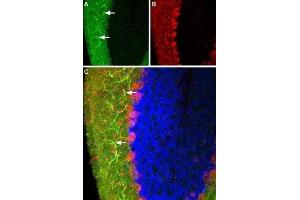 Expression of Histamine H3 receptor in rat cerebellum - Immunohistochemical staining of rat brain frozen sections with Anti-Histamine H3 Receptor (HRH3) Antibody (ABIN7043271 and ABIN7044509), (1:100), (green). (HRH3 antibody  (AA 228-242))