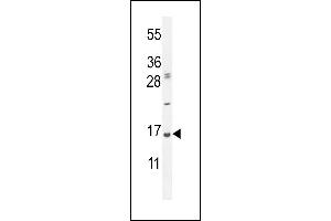UBA52 Antibody (C-Term) (ABIN654135 and ABIN2844007) western blot analysis in Hela cell line lysates (35 μg/lane). (UBA52 antibody  (C-Term))