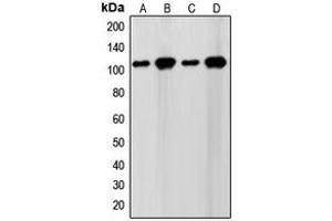 Western blot analysis of SENP7 expression in WI38 (A), HeLa (B), NIH3T3 (C), Jurkat (D) whole cell lysates.