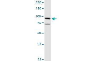 GOLGA1 MaxPab rabbit polyclonal antibody. (GOLGA1 antibody  (AA 1-767))