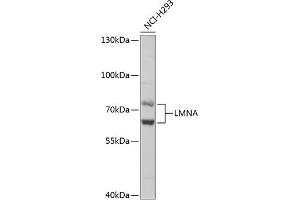 Western blot analysis of extracts of NCI-H293 cells, using LMNA antibody (ABIN6133798 and ABIN6143078). (Lamin A/C antibody)