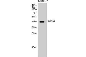Western Blotting (WB) image for anti-Pleckstrin Homology-Like Domain, Family A, Member 1 (PHLDA1) (C-Term) antibody (ABIN3187214) (PHLDA1 antibody  (C-Term))