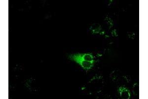 Anti-CYP1A2 mouse monoclonal antibody (ABIN2452933) immunofluorescent staining of COS7 cells transiently transfected by pCMV6-ENTRY CYP1A2 (RC221636). (CYP1A2 antibody)