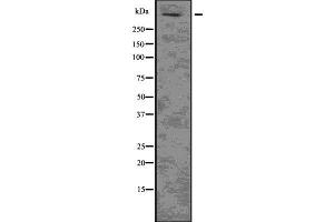 Western blot analysis of HTT using HuvEc whole  lysates. (Huntingtin antibody  (N-Term))