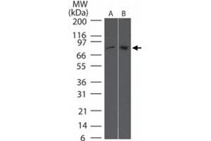 Western blot analysis of TBK1 in (A) human Daudi cell lysate and (B) mouse RAW cell lysate using TBK1 monoclonal antibody, clone 108A429  at 2 ug/mL .