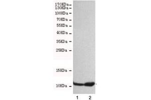Western blot testing of 1) HeLa and 2) A549 cell lysates with FSP1 antibody at 1:500.