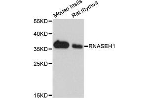Western blot analysis of extracts of mouse testis and rat thymus cell lines, using RNASEH1 antibody.