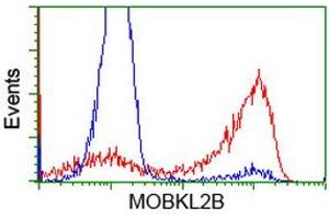 HEK293T cells transfected with either RC205977 overexpress plasmid (Red) or empty vector control plasmid (Blue) were immunostained by anti-MOBKL2B antibody (ABIN2453319), and then analyzed by flow cytometry. (MOBKL2B antibody)