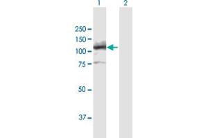 Western Blot analysis of LIG4 expression in transfected 293T cell line by LIG4 MaxPab polyclonal antibody. (LIG4 antibody  (AA 1-911))