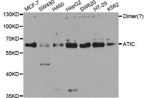 Western blot analysis of extracts of various cell lines, using ATIC antibody (ABIN5973240) at 1/1000 dilution. (ATIC antibody)