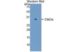 Western Blotting (WB) image for anti-Oxidized Low Density Lipoprotein (Lectin-Like) Receptor 1 (OLR1) (AA 60-312) antibody (ABIN1859677) (OLR1 antibody  (AA 60-312))